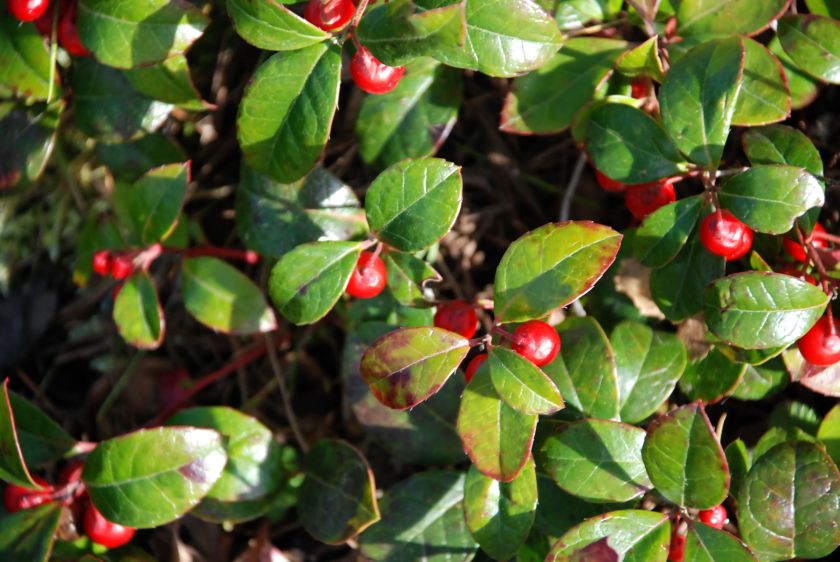 blue doT Oils – doTerra